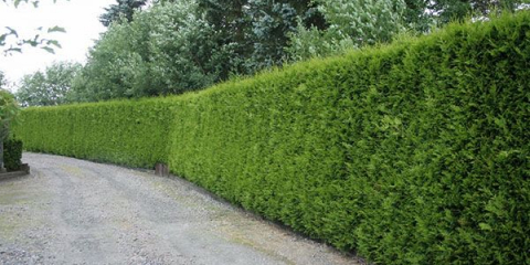 Thuja plot - jak pěstovat a používat letní chaty v krajinném designu